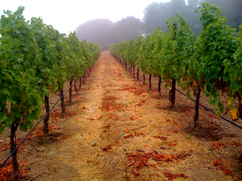 farina vineyard before harvest